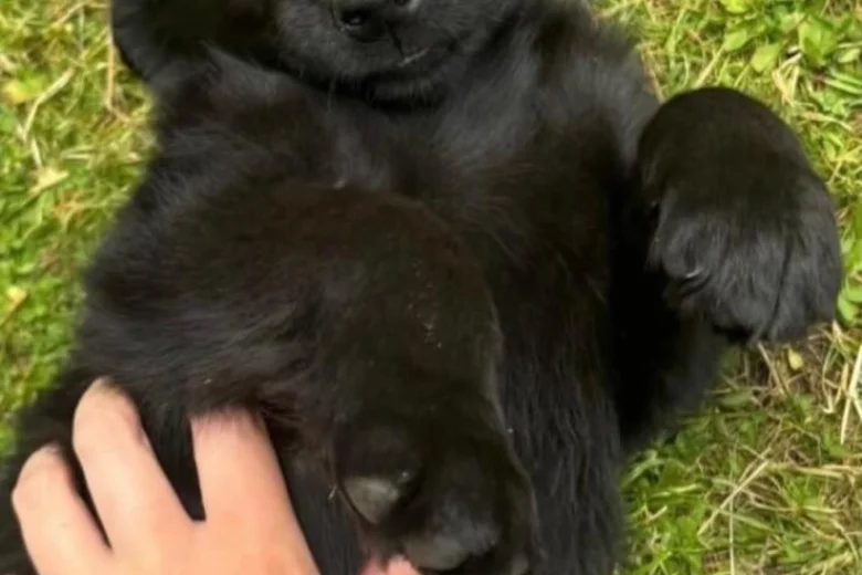 Flat Coated Retriever