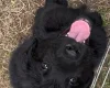 Flat Coated Retriever
