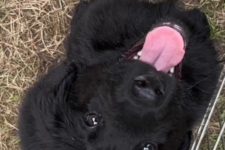Flat Coated Retriever