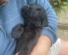 Flat Coated Retriever