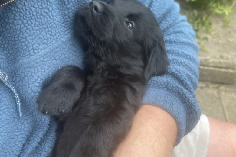 Flat Coated Retriever