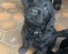 Flat Coated Retriever