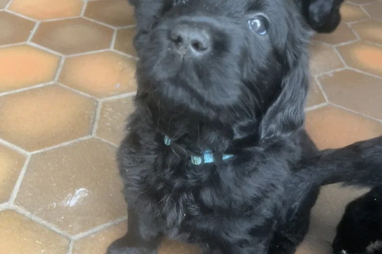 Flat Coated Retriever