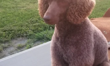 Cavapoo