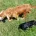 Cavapoo