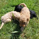 Cavapoo