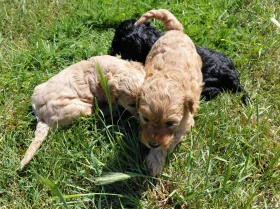 Cavapoo