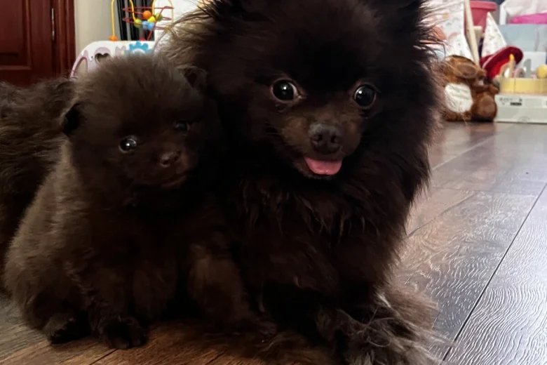 Pomeranian