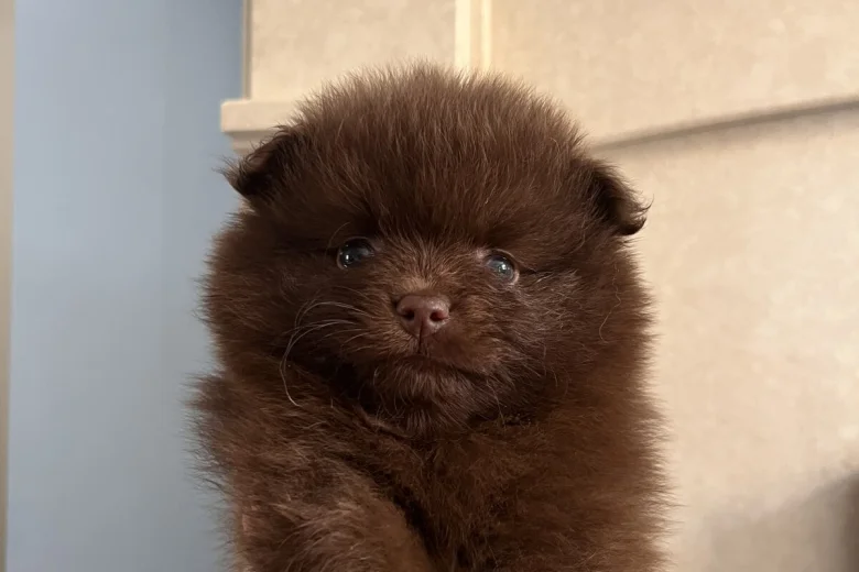 Pomeranian