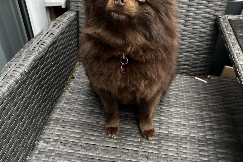 Pomeranian