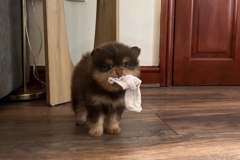 Pomeranian