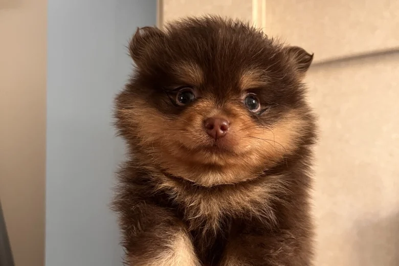 Pomeranian