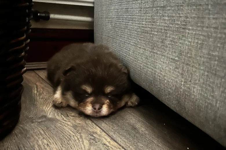 Pomeranian