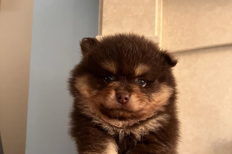 Pomeranian