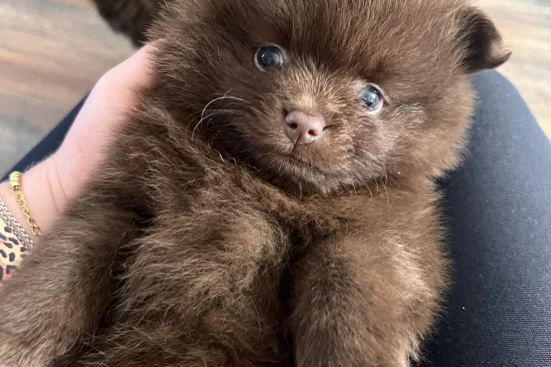 Pomeranian