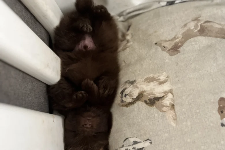 Pomeranian