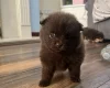 Pomeranian