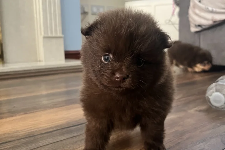 Pomeranian