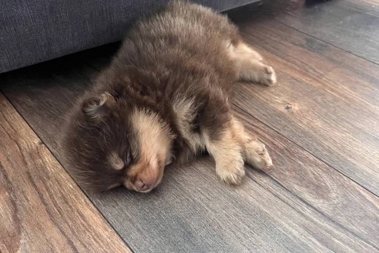 Pomeranian
