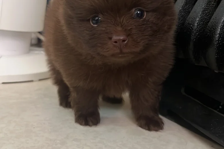 Pomeranian