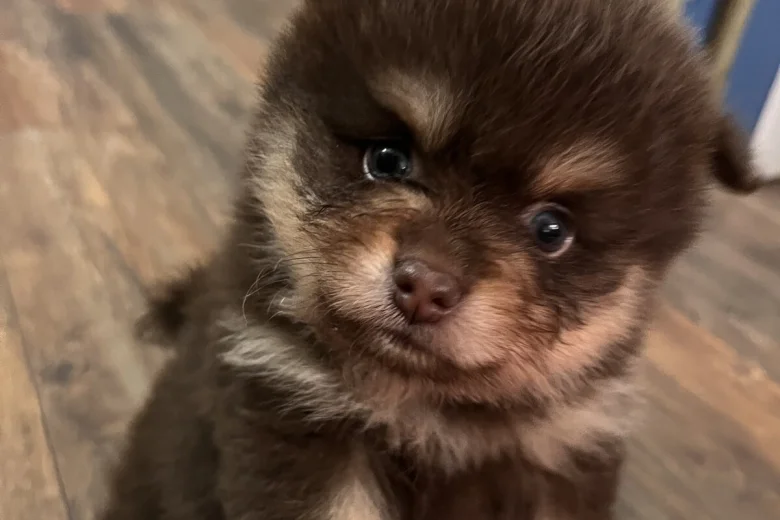 Pomeranian