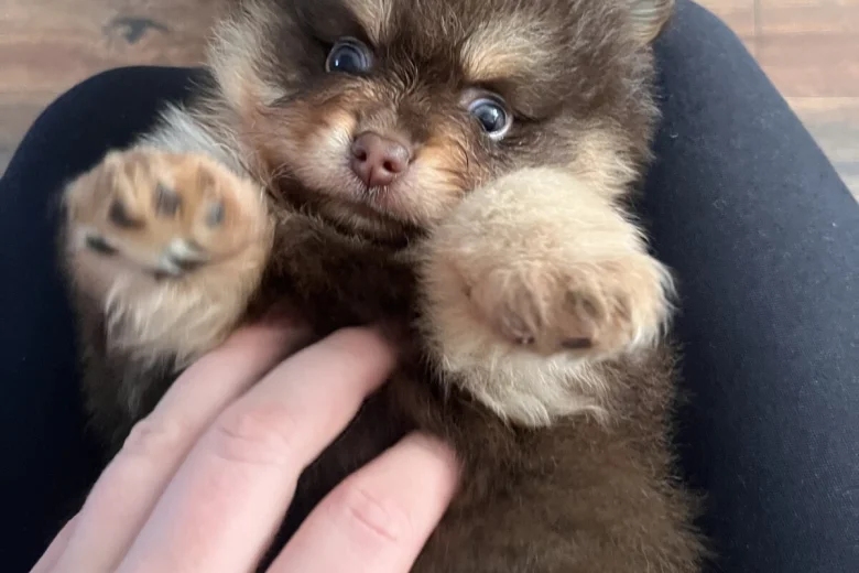 Pomeranian