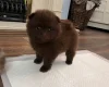Pomeranian