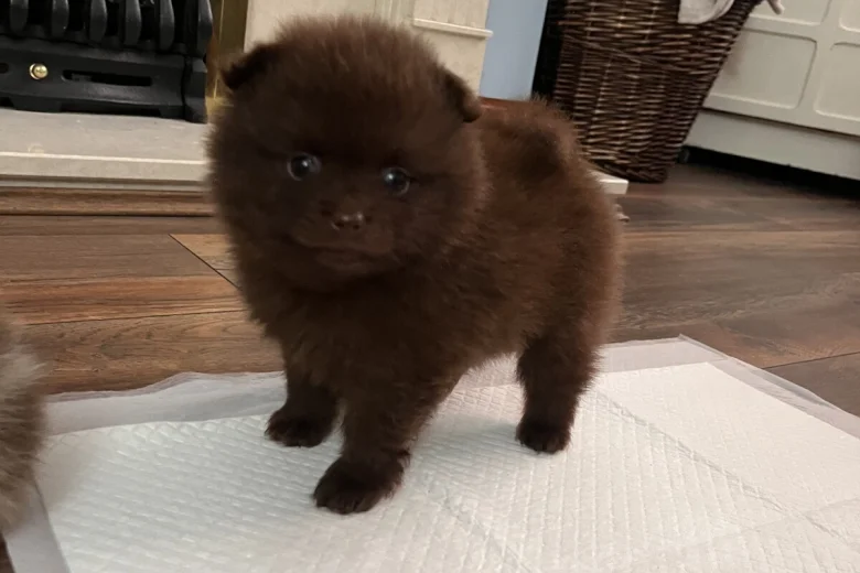 Pomeranian
