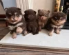 Pomeranian