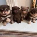 Pomeranian
