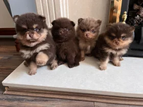 Pomeranian