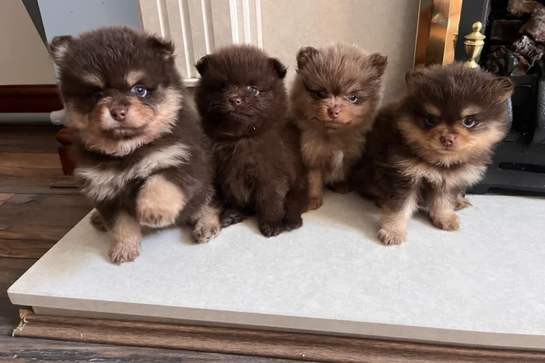 Pomeranian