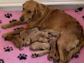 Golden Retriever