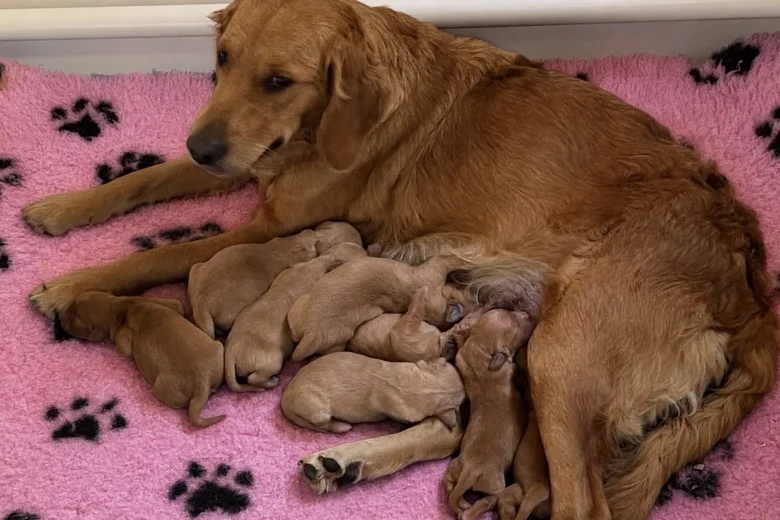 Golden Retriever