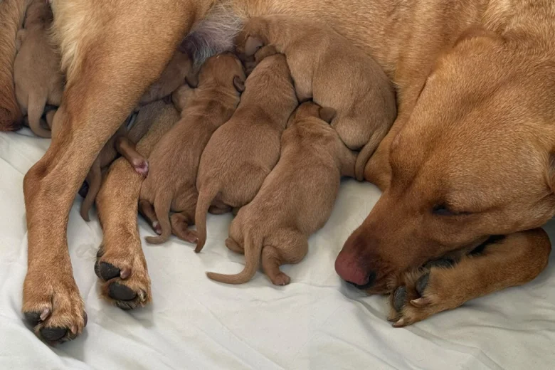Labrador Retriever