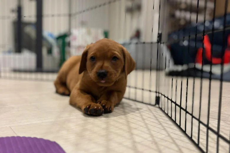 Labrador Retriever
