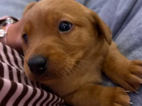 Labrador Retriever