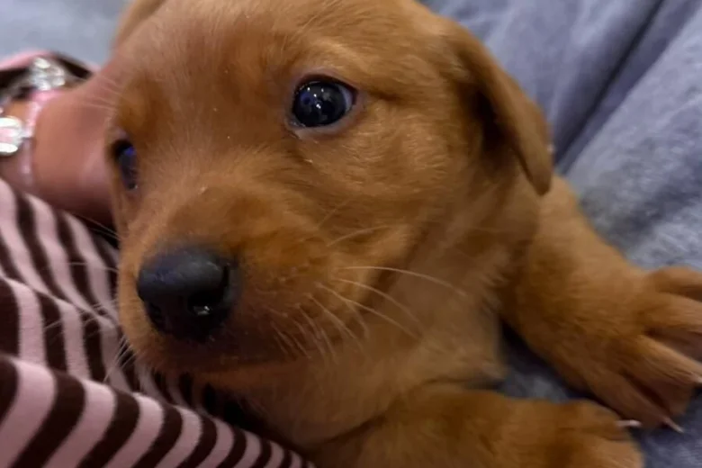 Labrador Retriever