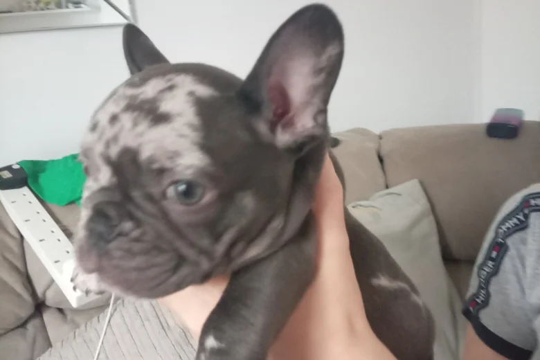 French Bulldog