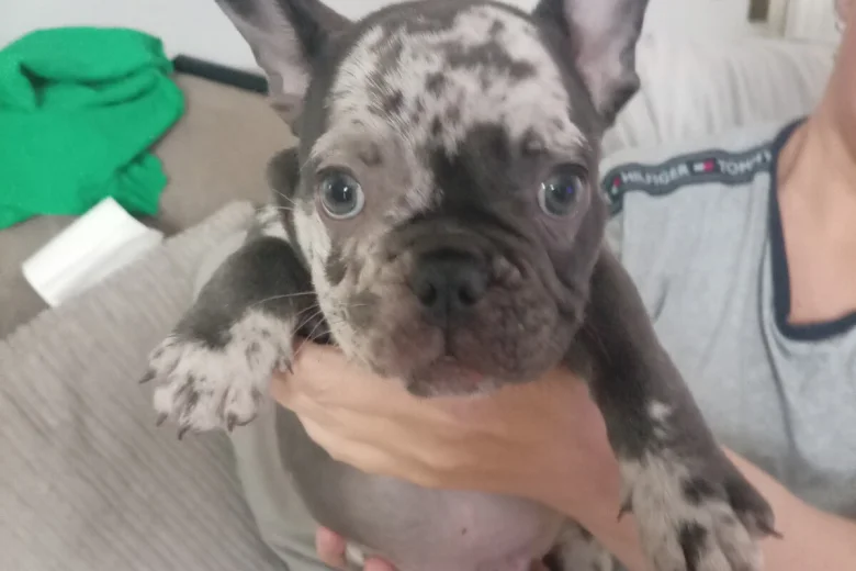 French Bulldog
