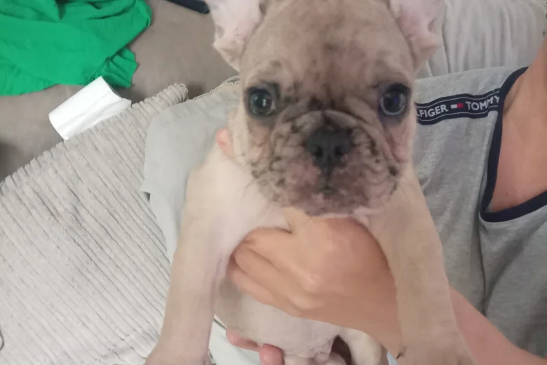 French Bulldog