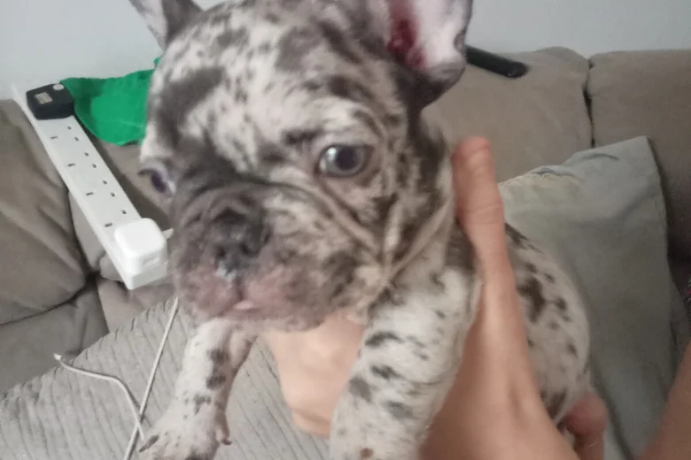 French Bulldog