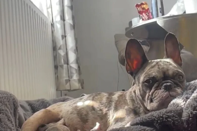 French Bulldog