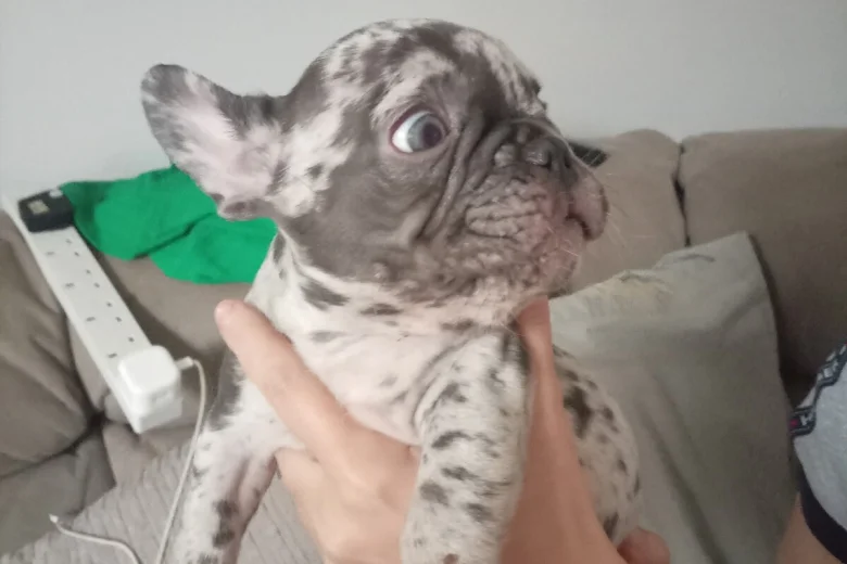 French Bulldog