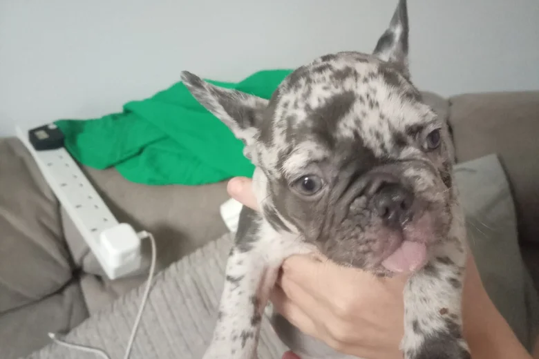 French Bulldog