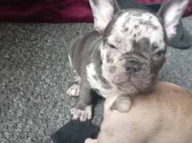 French Bulldog