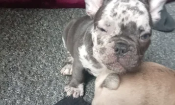 French Bulldog