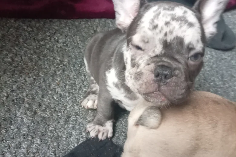 French Bulldog