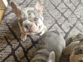 French Bulldog