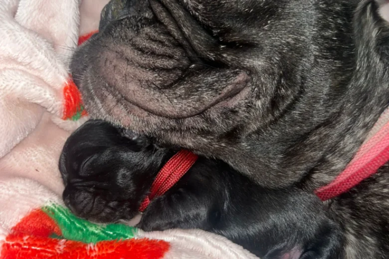 French Bulldog